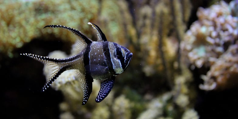 Benggai Cardinal Fish