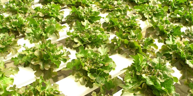 Indoor hydroponic lettuce farm