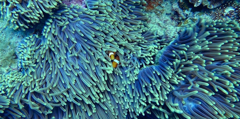 clownfish in purple coral