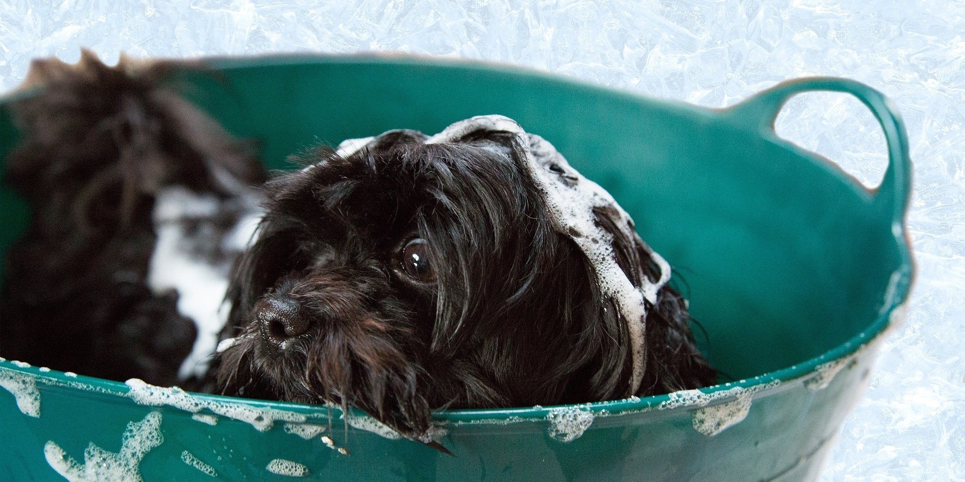 Maltipoo shampoo top