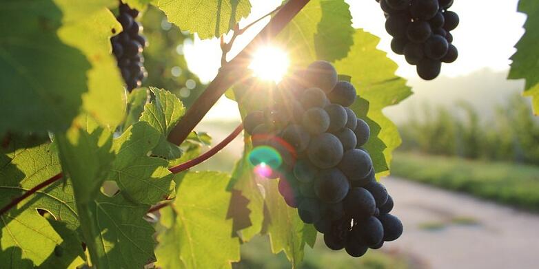 grape-harvest-1024x512.jpg