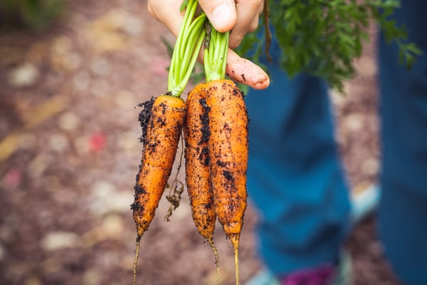 healthy-dirty-agriculture-harvest-1268101