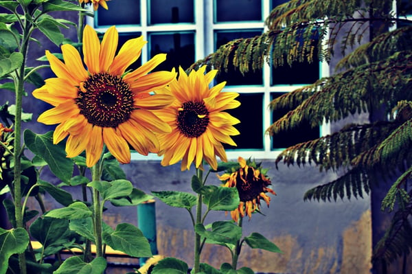 photo-of-three-sunflowers-near-window-673553