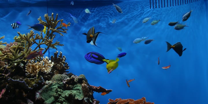 The hidden environmental impacts of tropical fish aquariums •