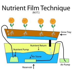 NutrientFilmTechnique