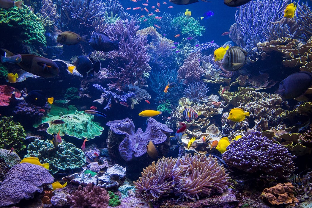 Aquascaping: The Art and Science of Aquariums