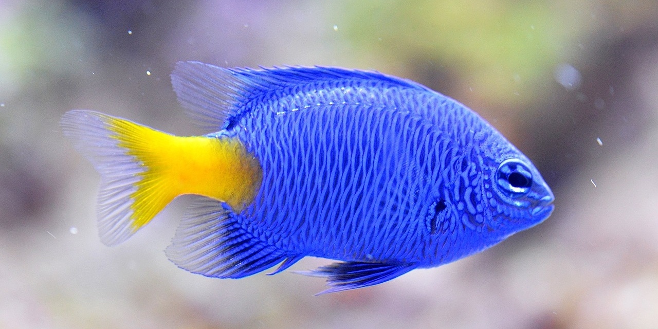 phosphate test kit saltwater aquarium
