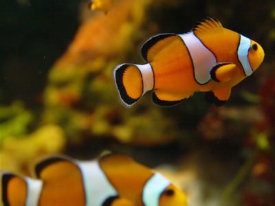 Clownfish aquarium
