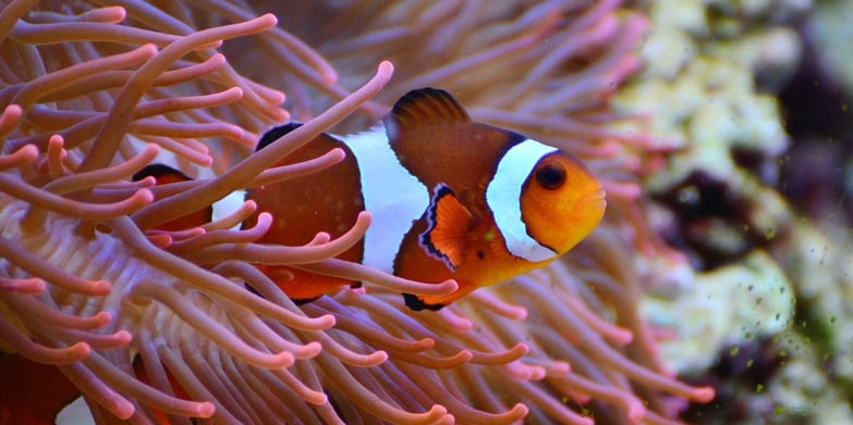 Clownfish in Plants