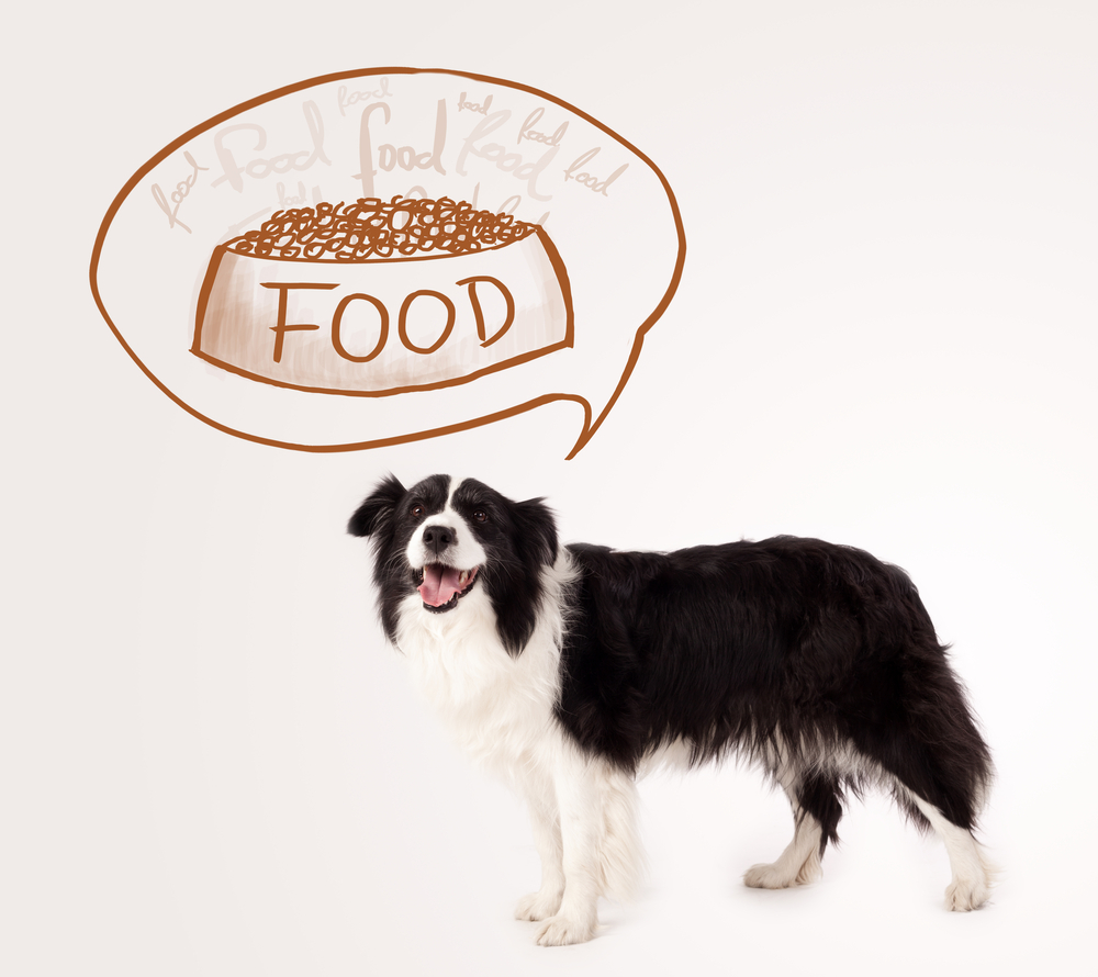 Cute black and white border collie thinking about a bowl of food in a thought bubble above her head