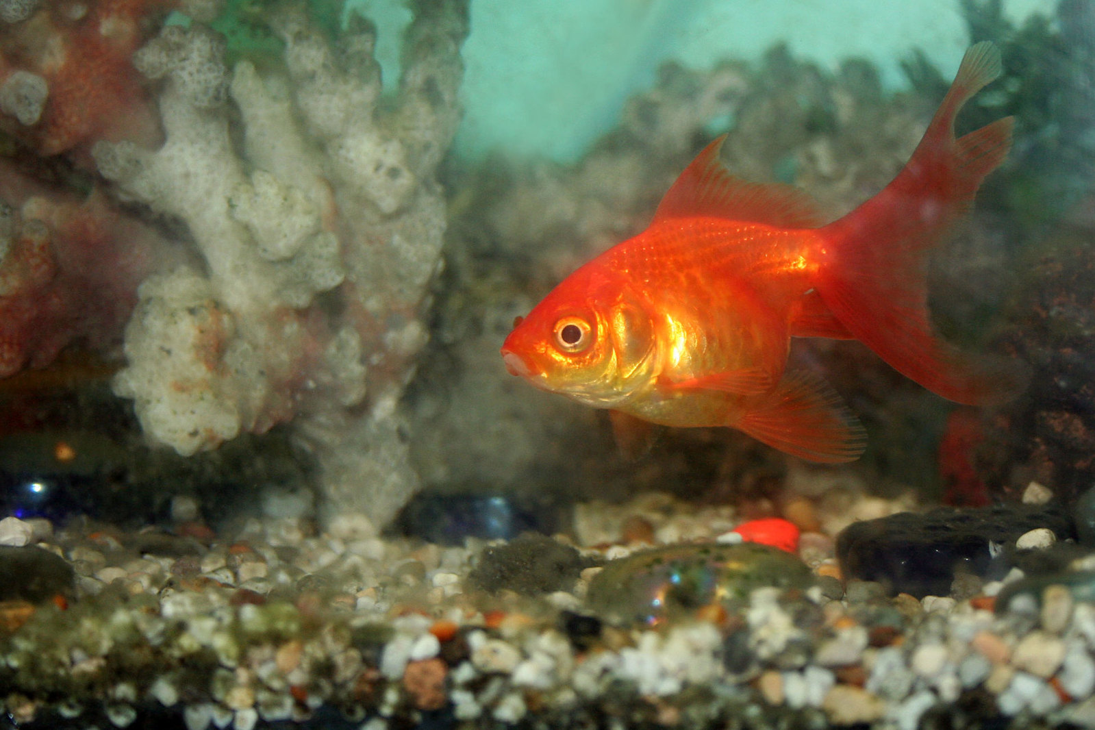 goldfish aquarium temperature