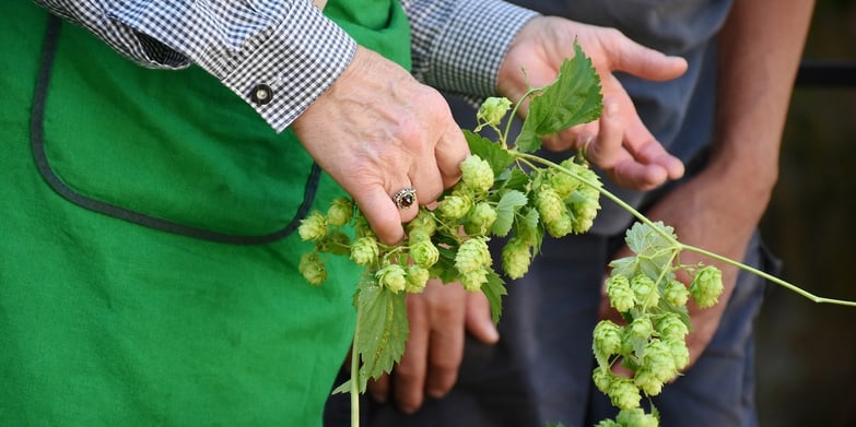 Picking hops