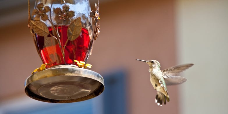 Hummingbird eating from a feeder
