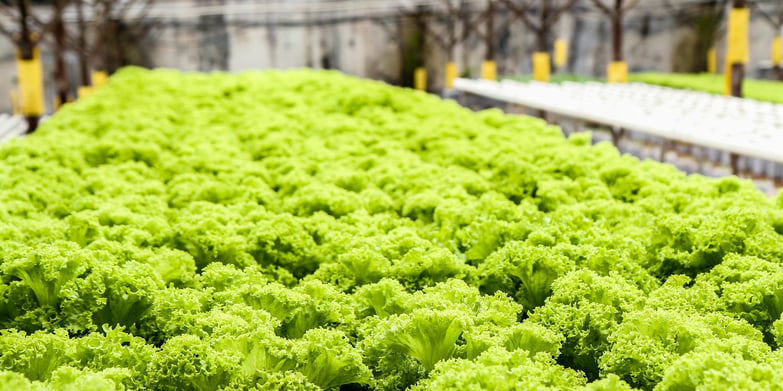 Hydroponic lettuce farm