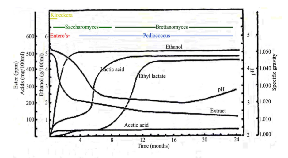 Lambic_fermentation_microbiological_profile