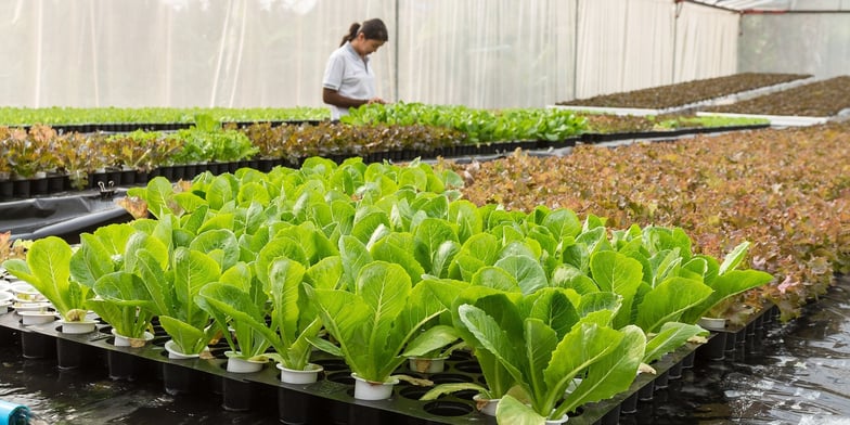 indoor lettuce farm