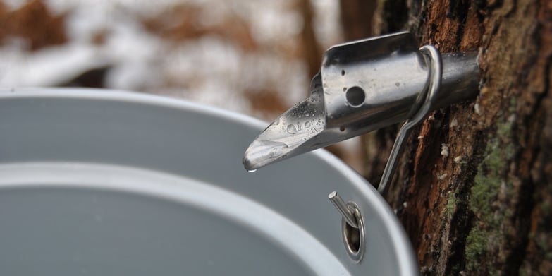 maple tree tapping