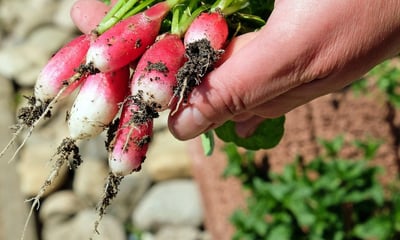 Radishes-628502-edited.jpg