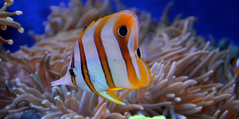 reef fish