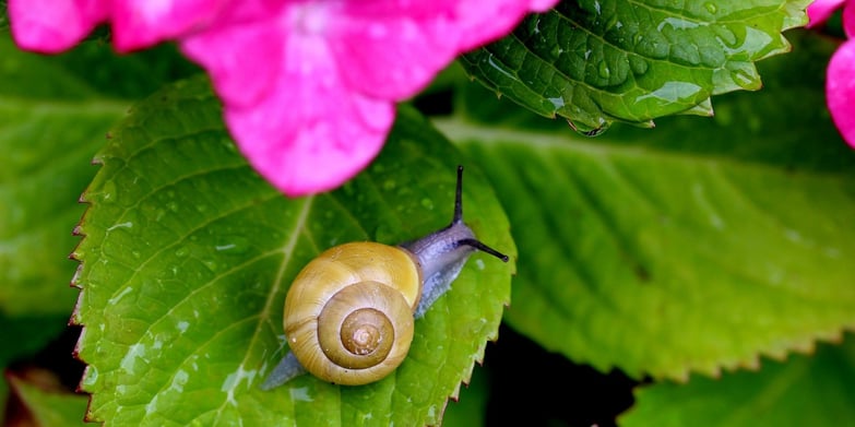 Snail on leaf