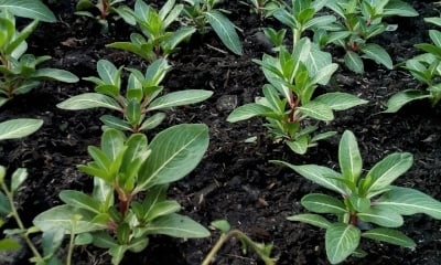 Plants growing in soil