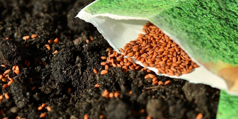 Packet of seeds in soil