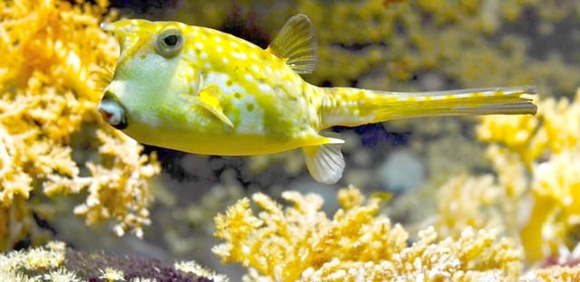 Yellow fish and reef