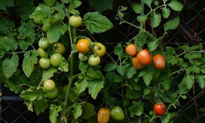 Tomato garden