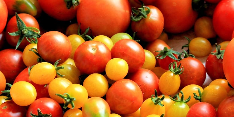 red and yellow tomatoes