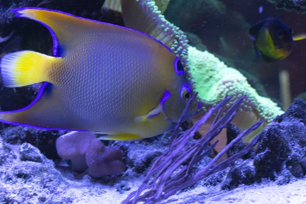 Los Andes fish in aquarium