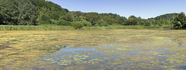 Yellow seaweed attack the forest lake