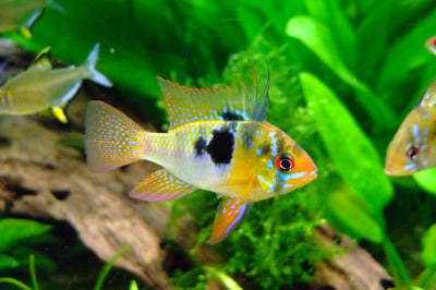 Butterfly Cichlid 