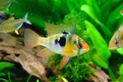 A Ram Cichlid in a freshwater planted tank