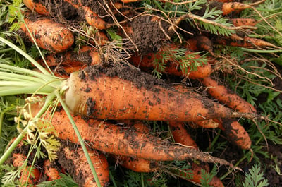 Carrots in soil