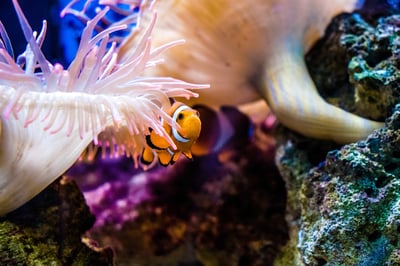 Clownfish in aquarium