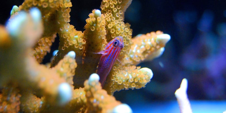 Fish swimming through corals