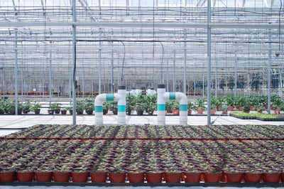 greenhouse with fertigation system