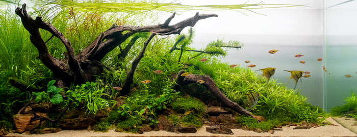 Freshwater planted tank with fish