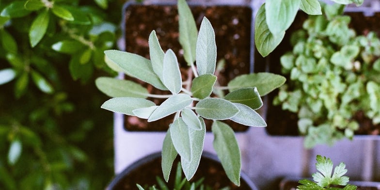 Sage plant in soil