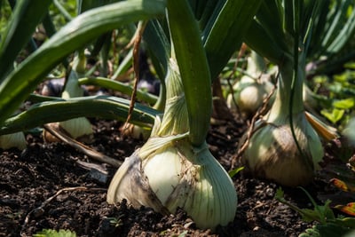 Onions growing in soil