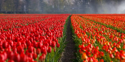 tulip field