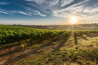 sunset over a vineyard