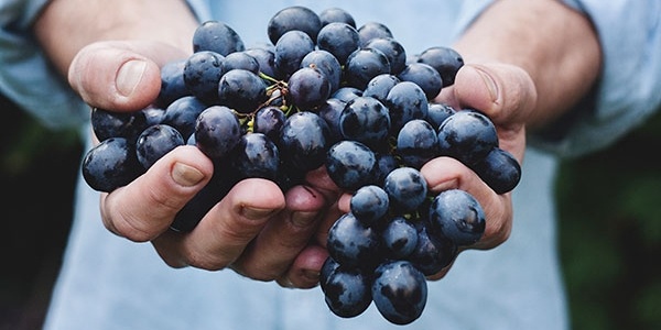Hands holding wine grapes