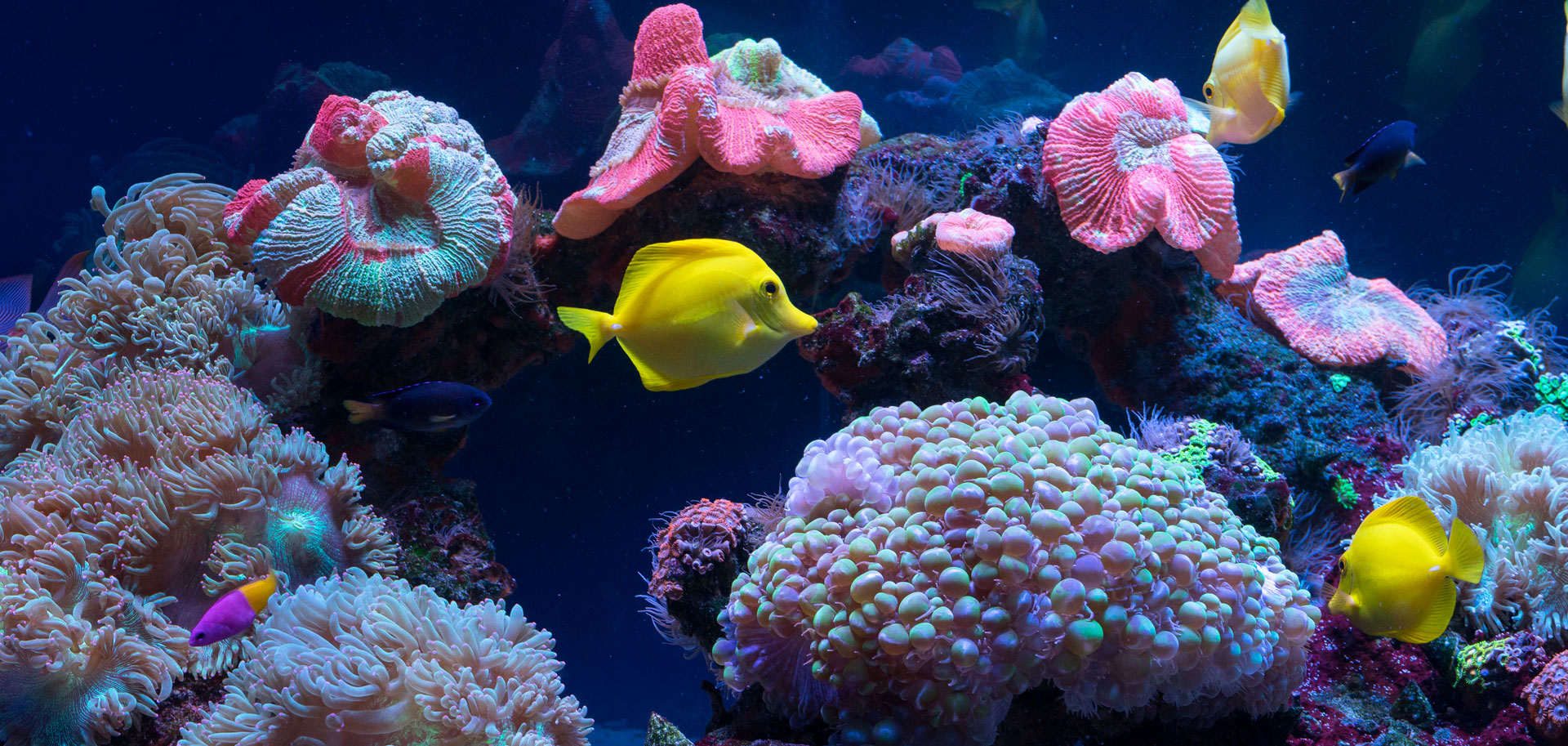 Transport yourself to a natural coral reef 'aquarium' in Indonesia