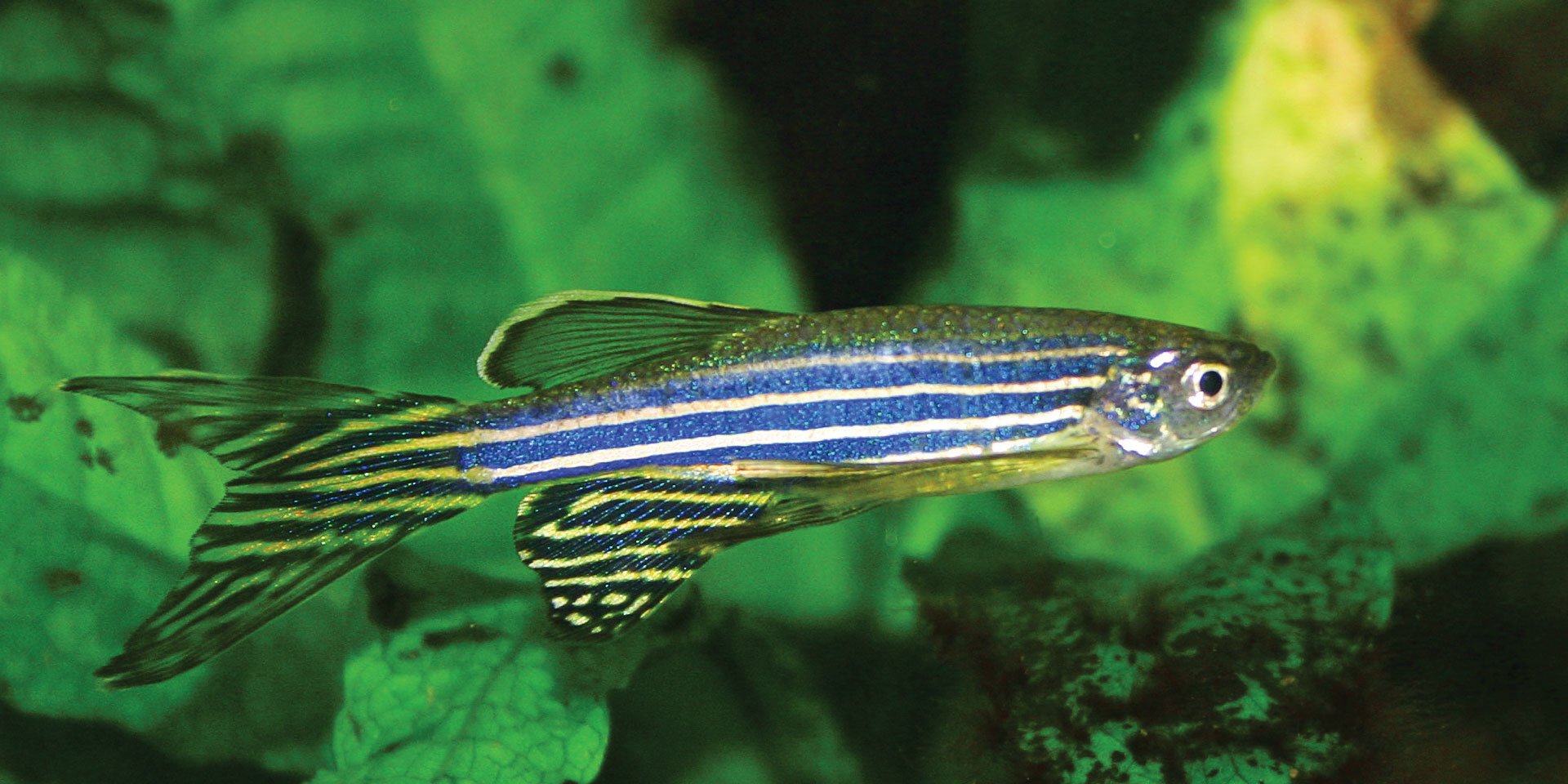 zebra danios with goldfish