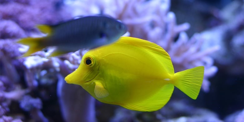 aquarium water yellow tinge
