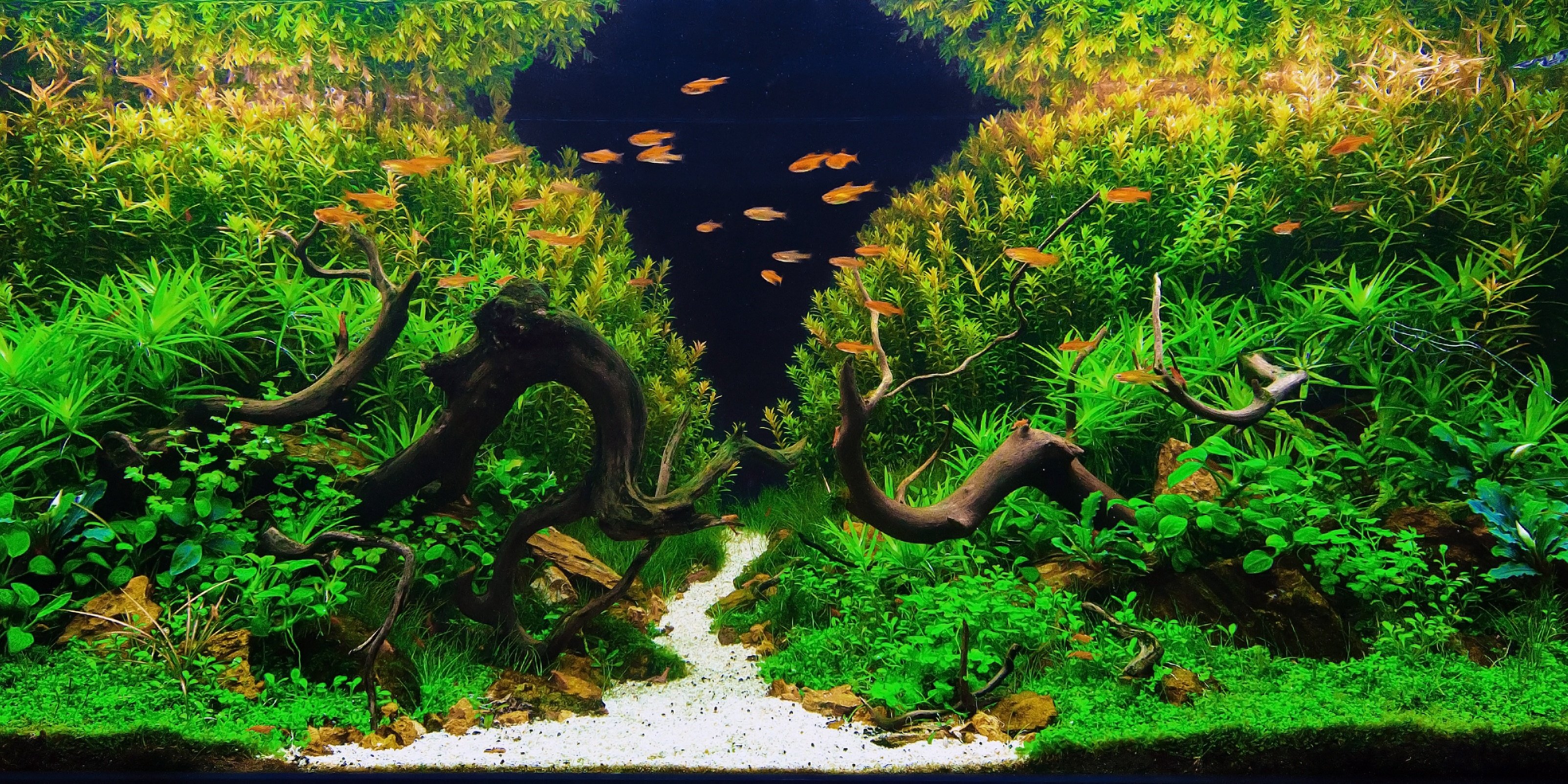 Freshwater Aquarium Live Wallpaper